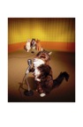 Cats in Studio 11X17 Final